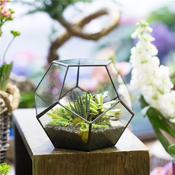 NCYP Small Plants Terrarium Planter - 5.9 Inches Pentagon Geometric Glass - Picture 3 of 7